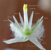 A complete Flower
